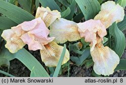Iris hort. El Nafasa