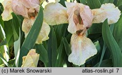 Iris hort. El Nafasa