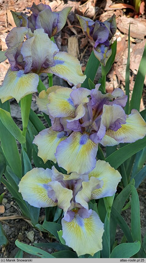 Iris hort. Sea Dancer
