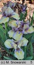 Iris hort. Sea Dancer