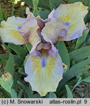 Iris hort. Sea Dancer