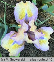 Iris hort. Sea Dancer
