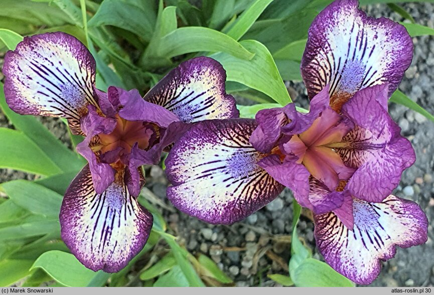 Iris hort. Forfun