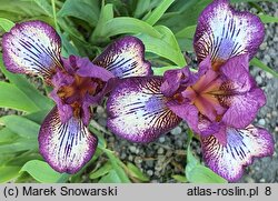 Iris hort. Forfun