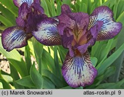 Iris hort. Forfun