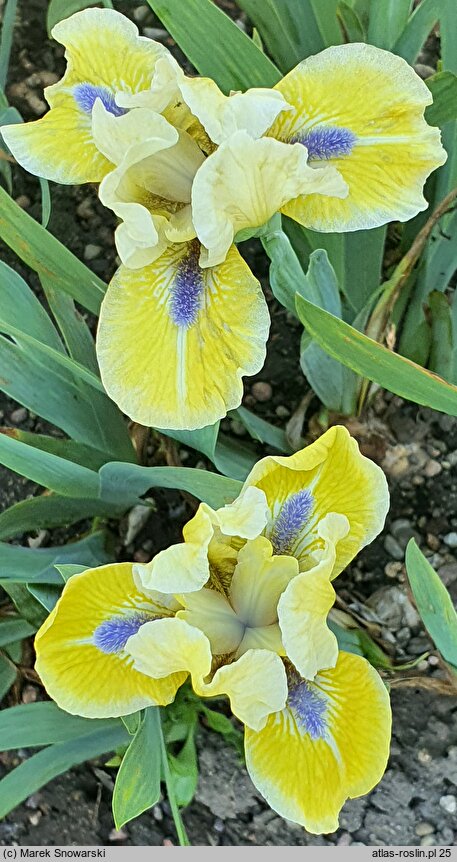 Iris hort. Leprechaun's Delight