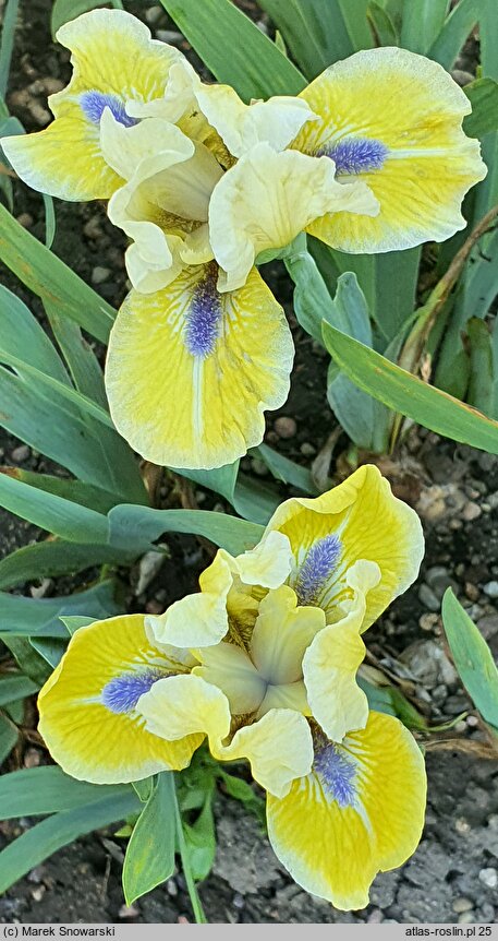 Iris Leprechaun's Delight