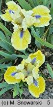 Iris hort. Leprechaun's Delight