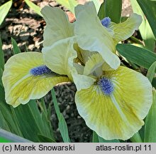 Iris hort. Leprechaun's Delight