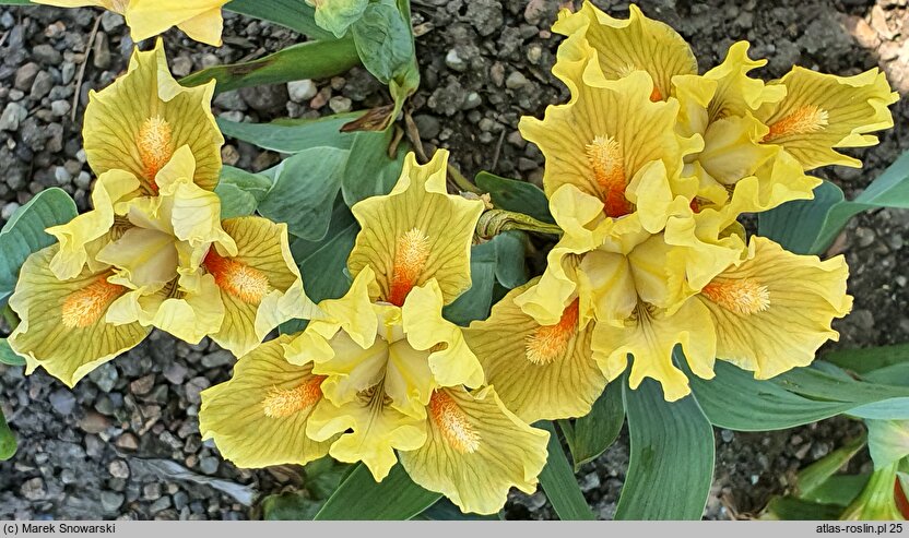 Iris hort. Tweety Bird