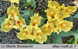 Iris hort. Tweety Bird