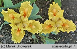 Iris hort. Tweety Bird