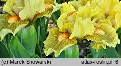 Iris hort. Tweety Bird