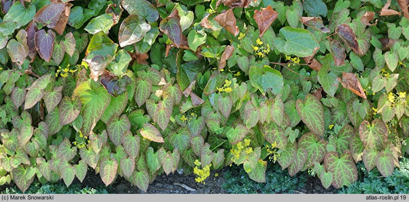 Epimedium ×versicolor (epimedium pstre)