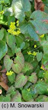 Epimedium ×versicolor (epimedium pstre)