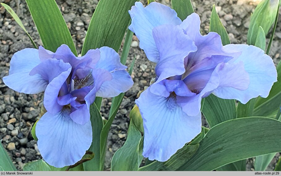 Iris hort. Rain Dance