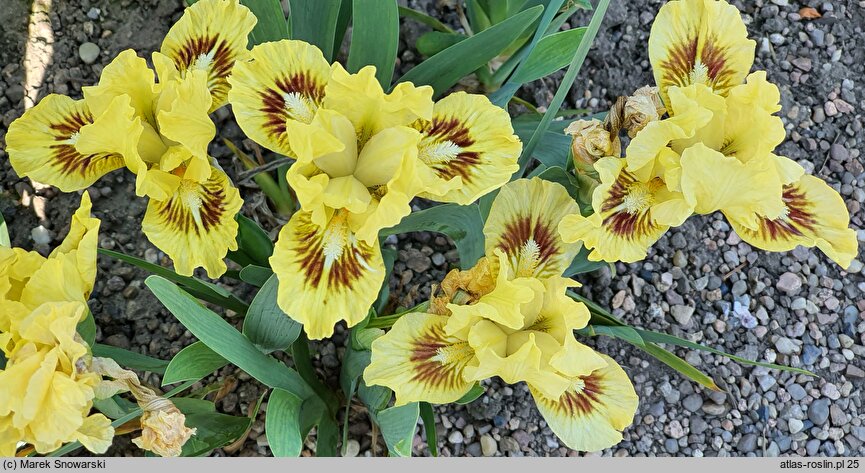 Iris hort. Amazon Princess