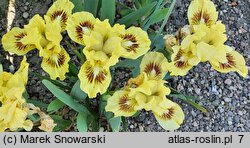 Iris hort. Amazon Princess