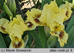 Iris hort. Amazon Princess