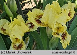 Iris Amazon Princess