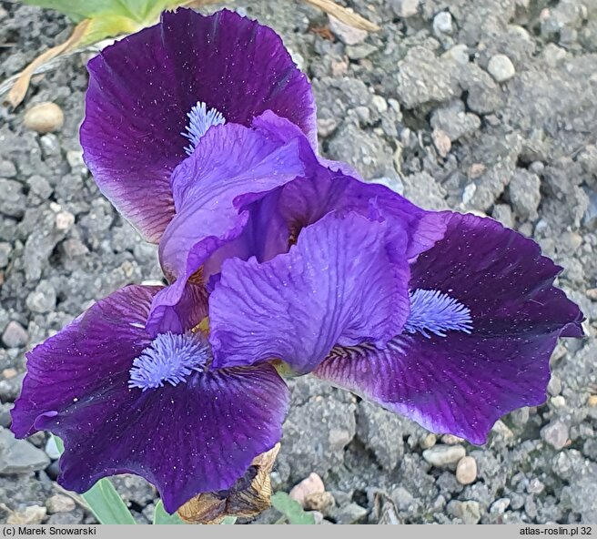 Iris hort. Fashion Bug
