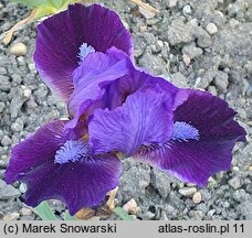 Iris hort. Fashion Bug