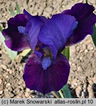 Iris hort. Fashion Bug