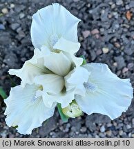 Iris hort. Favourite Angel