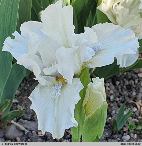 Iris hort. Favourite Angel
