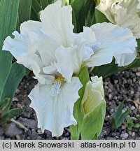 Iris hort. Favourite Angel
