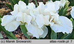 Iris hort. Favourite Angel
