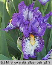 Iris hort. Rebus
