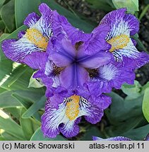 Iris hort. Rebus
