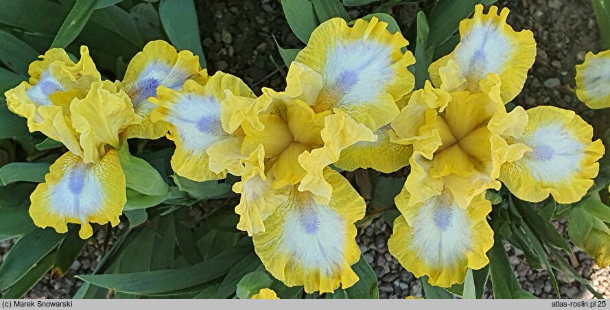 Iris hort. Easter