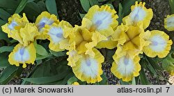 Iris hort. Easter