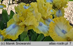 Iris hort. Easter