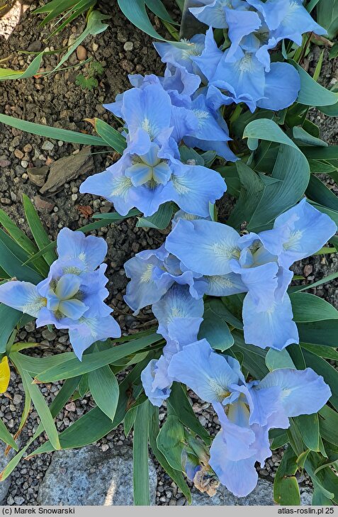 Iris hort. Open Sky