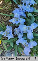 Iris hort. Open Sky