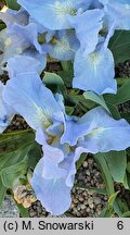 Iris hort. Open Sky