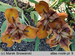 Iris hort. Bit of Choccolate