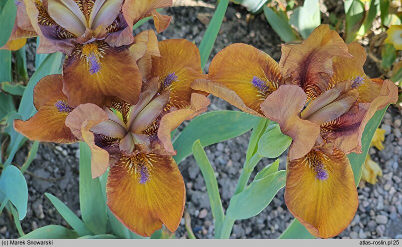Iris hort. Bit of Choccolate