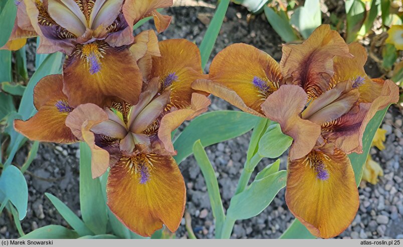 Iris Bit of Choccolate