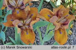 Iris hort. Bit of Choccolate