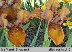 Iris hort. Bit of Choccolate