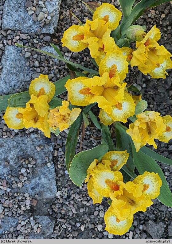 Iris hort. Gaily Forward