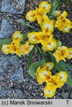 Iris hort. Gaily Forward