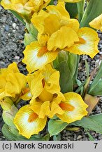 Iris hort. Gaily Forward