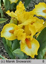 Iris hort. Gaily Forward