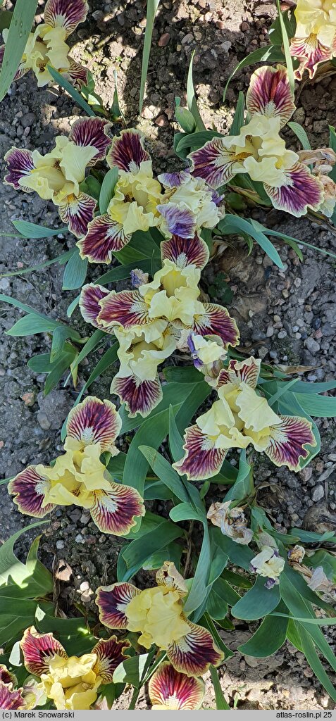 Iris hort. Well Suited