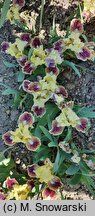 Iris hort. Well Suited